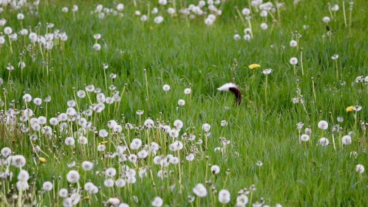Dog, disappearing into a meadow