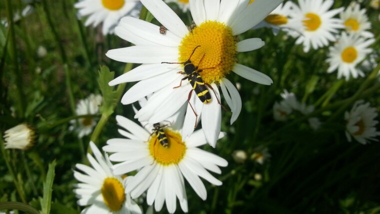 Wasp beetle at marguerite